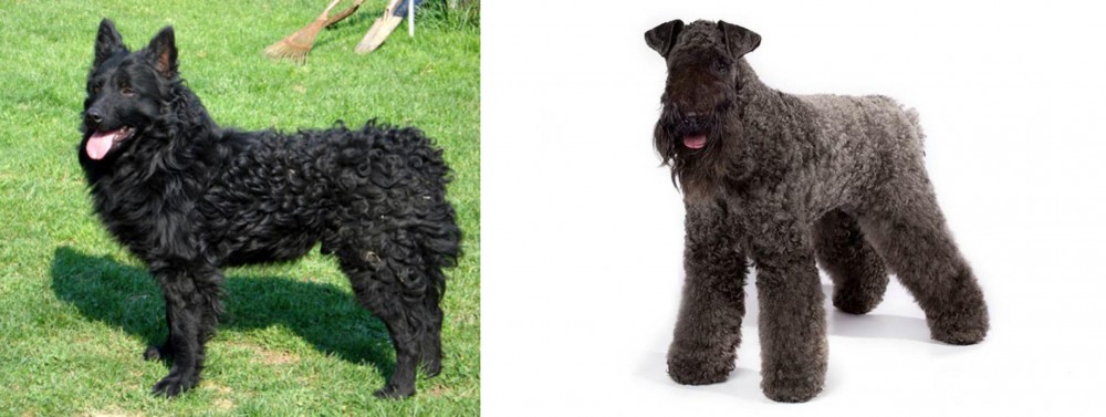 Kerry Blue Terrier vs Croatian Sheepdog - Breed Comparison