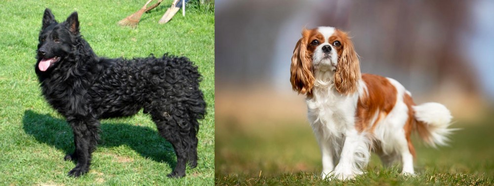 King Charles Spaniel vs Croatian Sheepdog - Breed Comparison