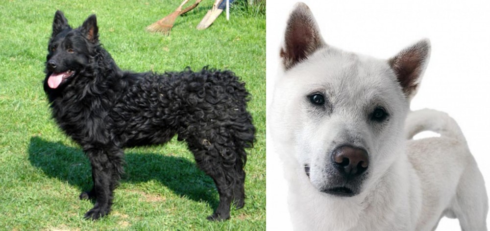 Kishu vs Croatian Sheepdog - Breed Comparison