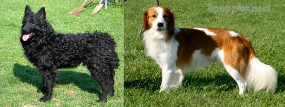 Kooikerhondje vs Croatian Sheepdog - Breed Comparison
