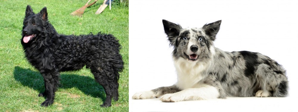 Koolie vs Croatian Sheepdog - Breed Comparison