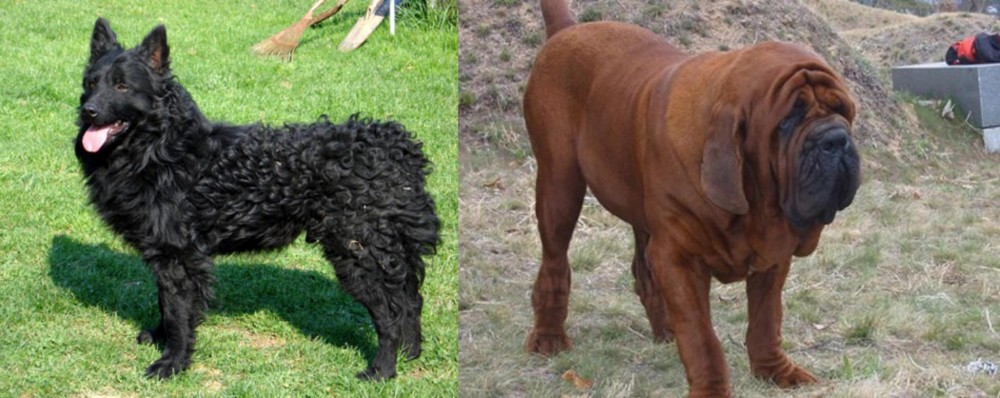 Korean Mastiff vs Croatian Sheepdog - Breed Comparison