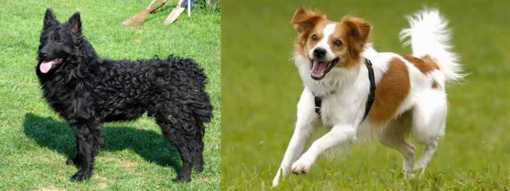 Kromfohrlander vs Croatian Sheepdog - Breed Comparison