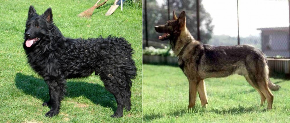 Kunming Dog vs Croatian Sheepdog - Breed Comparison