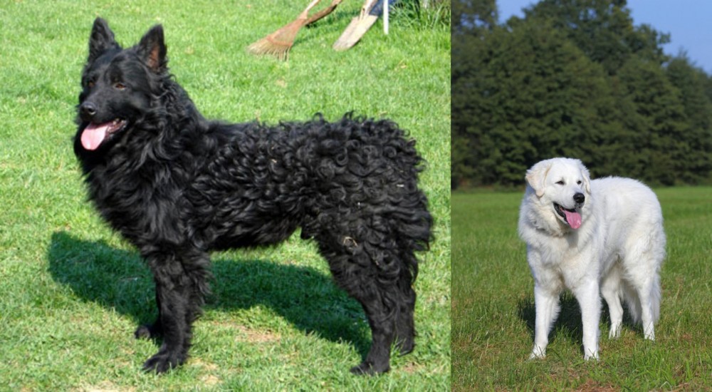 Kuvasz vs Croatian Sheepdog - Breed Comparison