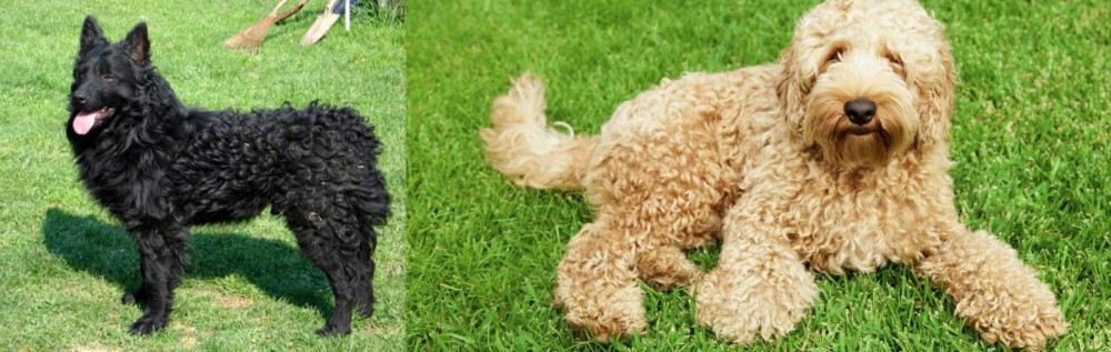 Labradoodle vs Croatian Sheepdog - Breed Comparison