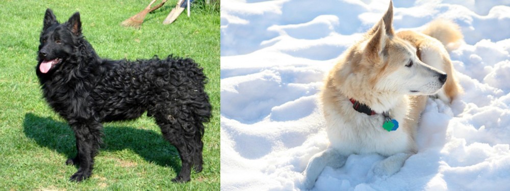 Labrador Husky vs Croatian Sheepdog - Breed Comparison