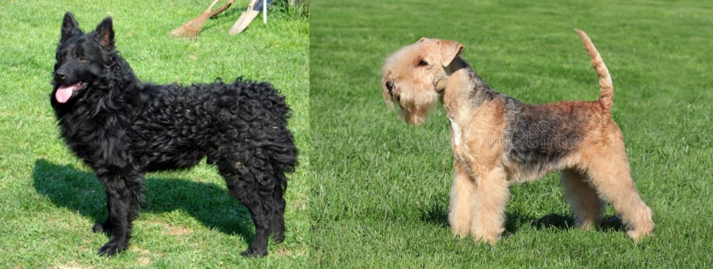 Lakeland Terrier vs Croatian Sheepdog - Breed Comparison