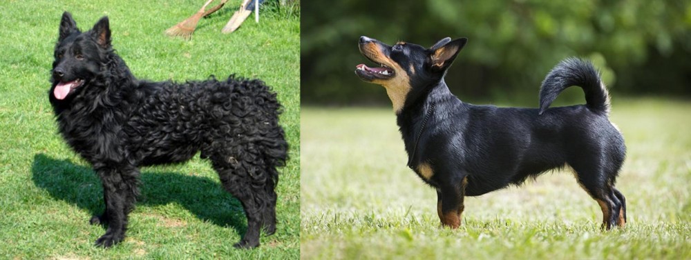 Lancashire Heeler vs Croatian Sheepdog - Breed Comparison