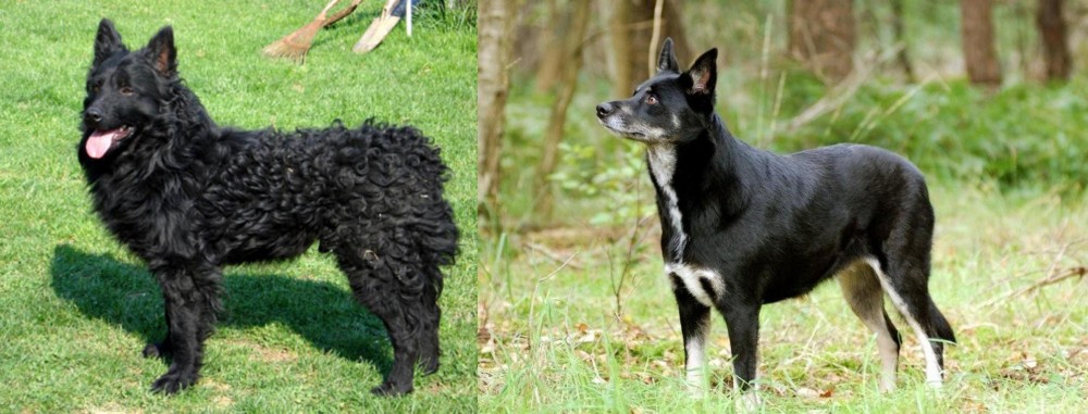 Lapponian Herder vs Croatian Sheepdog - Breed Comparison