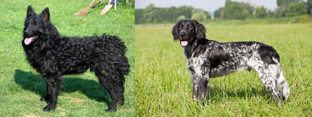 Large Munsterlander vs Croatian Sheepdog - Breed Comparison
