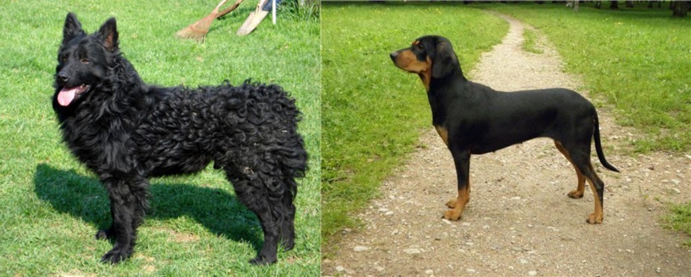 Latvian Hound vs Croatian Sheepdog - Breed Comparison