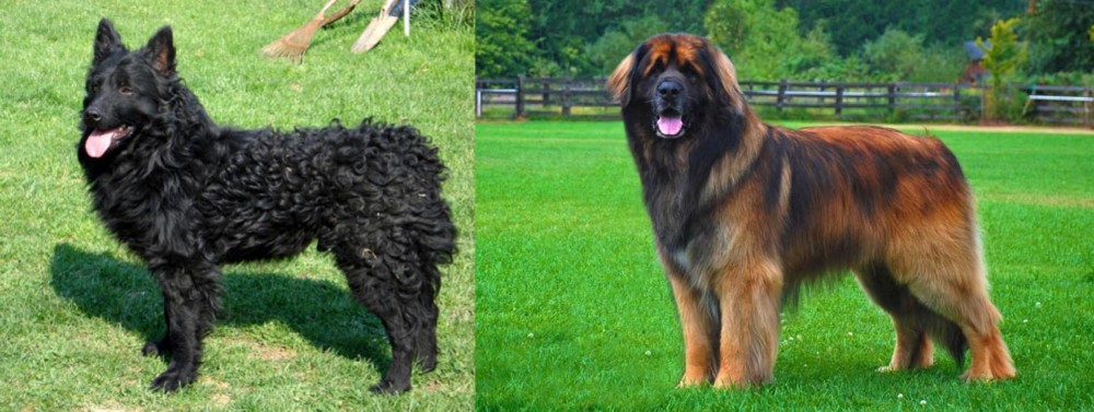 Leonberger vs Croatian Sheepdog - Breed Comparison