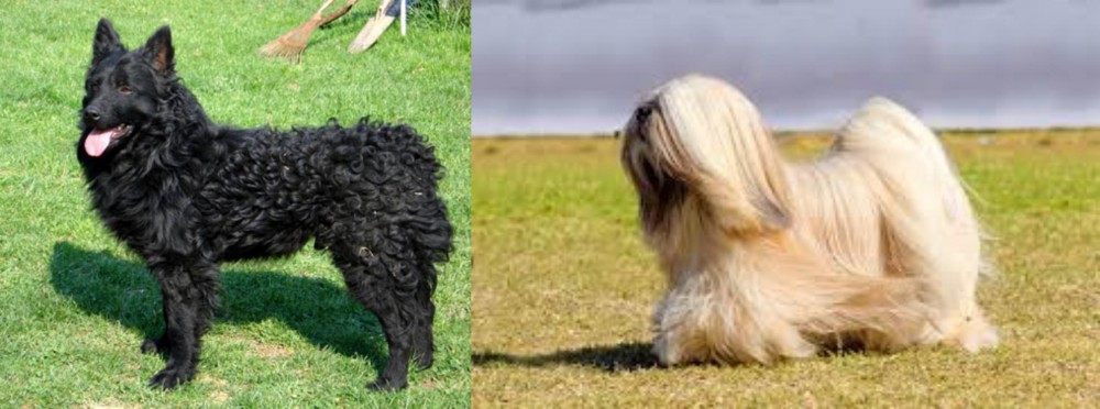 Lhasa Apso vs Croatian Sheepdog - Breed Comparison