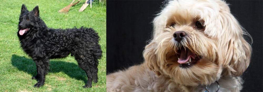 Lhasapoo vs Croatian Sheepdog - Breed Comparison