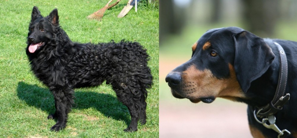 Lithuanian Hound vs Croatian Sheepdog - Breed Comparison