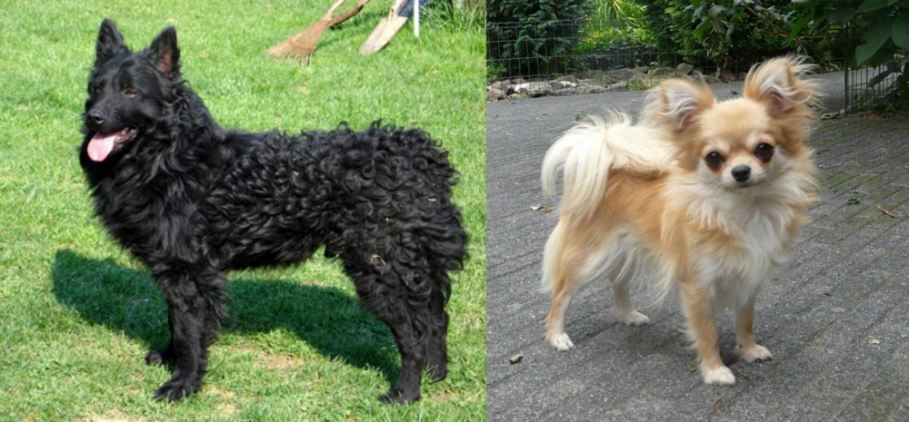 Long Haired Chihuahua vs Croatian Sheepdog - Breed Comparison