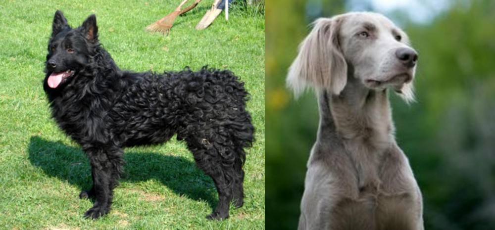 Longhaired Weimaraner vs Croatian Sheepdog - Breed Comparison
