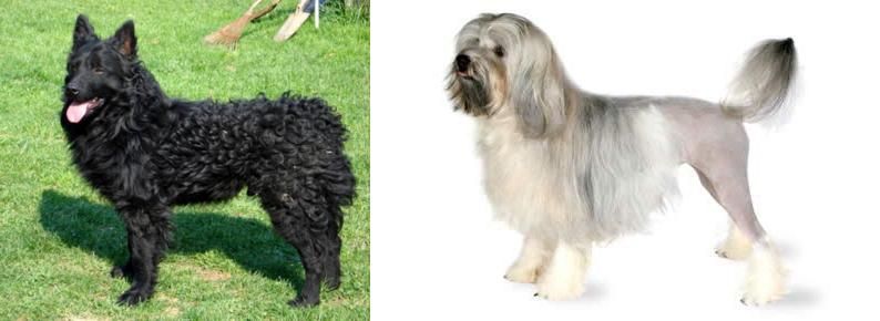 Lowchen vs Croatian Sheepdog - Breed Comparison