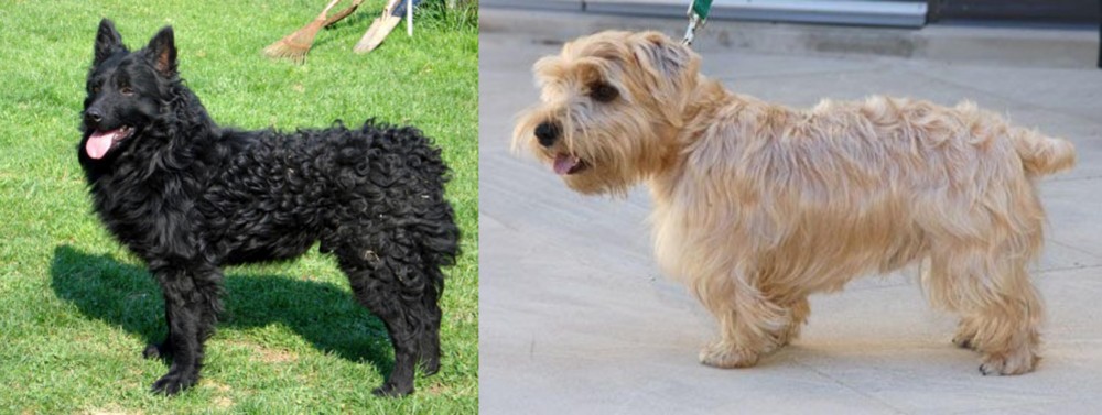 Lucas Terrier vs Croatian Sheepdog - Breed Comparison