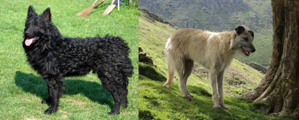Lurcher vs Croatian Sheepdog - Breed Comparison