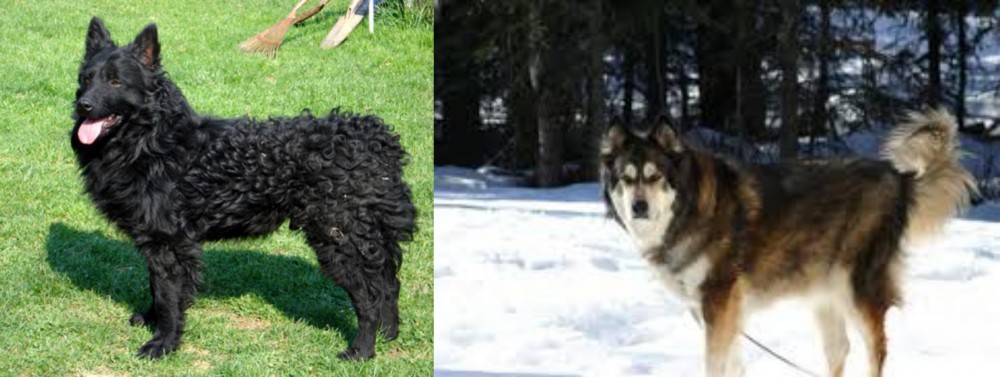 Mackenzie River Husky vs Croatian Sheepdog - Breed Comparison