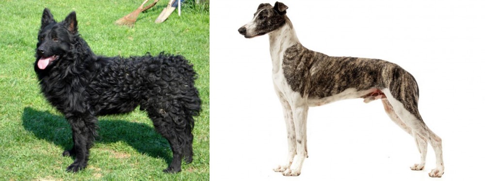 Magyar Agar vs Croatian Sheepdog - Breed Comparison