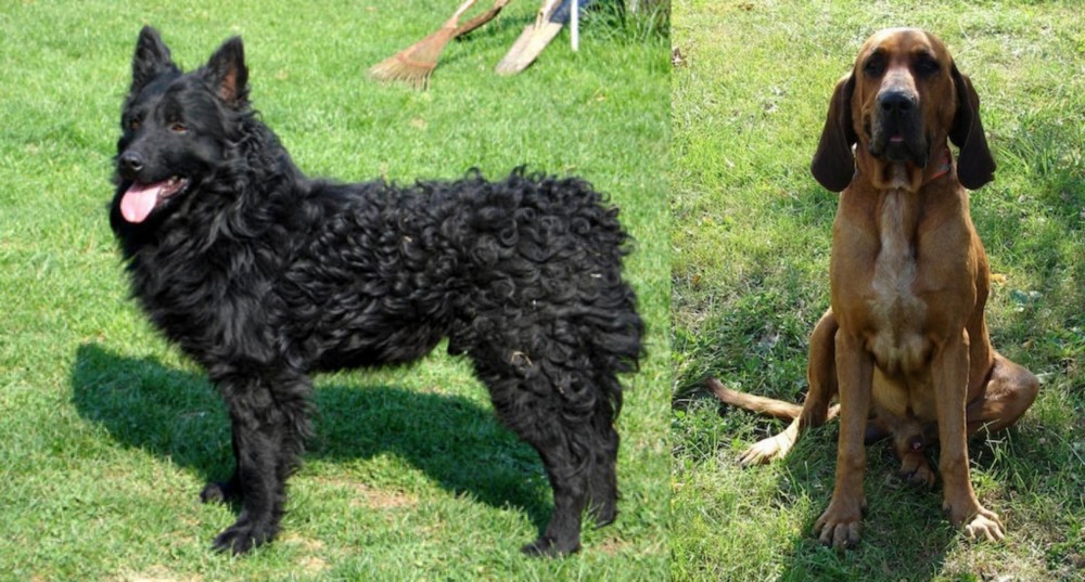 Majestic Tree Hound vs Croatian Sheepdog - Breed Comparison