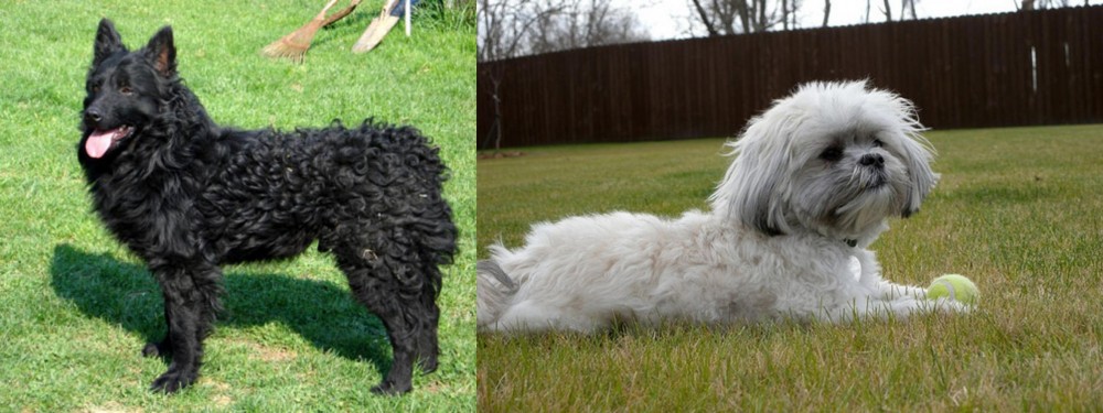 Mal-Shi vs Croatian Sheepdog - Breed Comparison