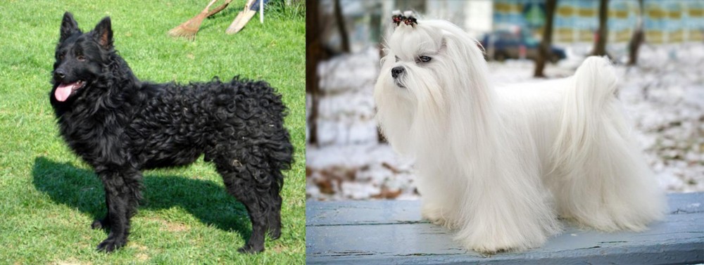 Maltese vs Croatian Sheepdog - Breed Comparison