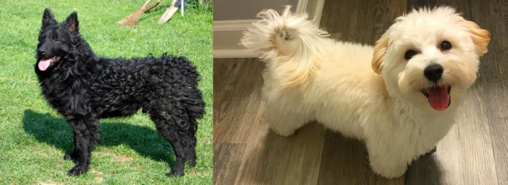 Maltipoo vs Croatian Sheepdog - Breed Comparison