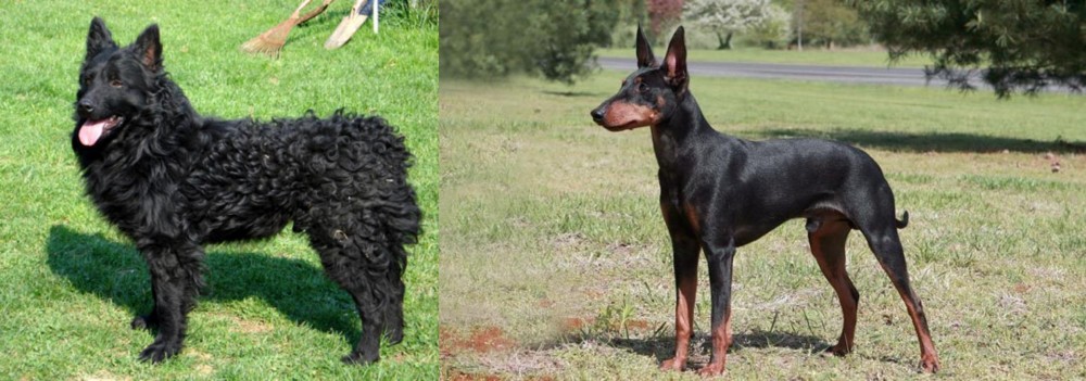 Manchester Terrier vs Croatian Sheepdog - Breed Comparison
