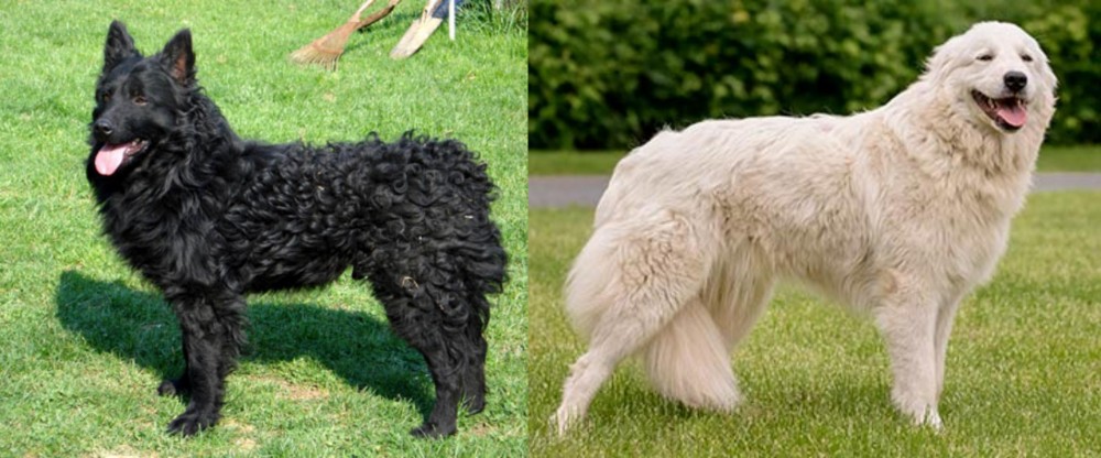 Maremma Sheepdog vs Croatian Sheepdog - Breed Comparison