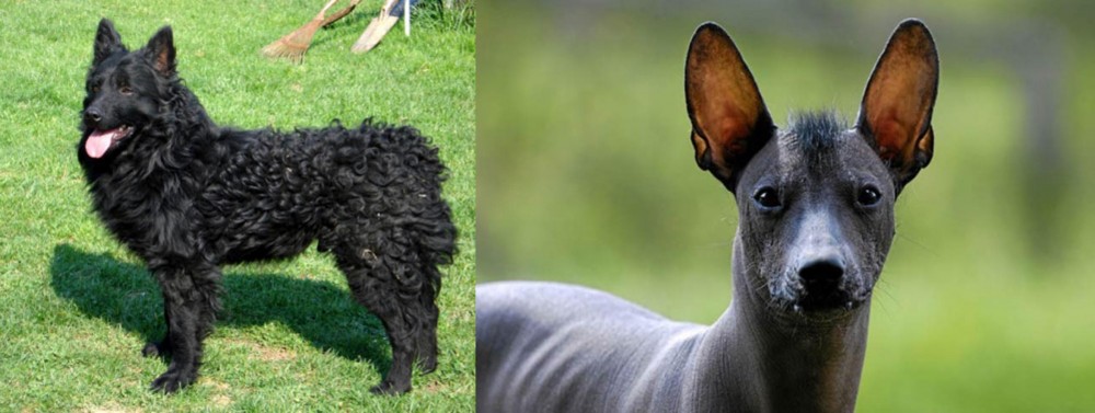 Mexican Hairless vs Croatian Sheepdog - Breed Comparison