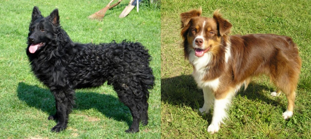 Miniature Australian Shepherd vs Croatian Sheepdog - Breed Comparison