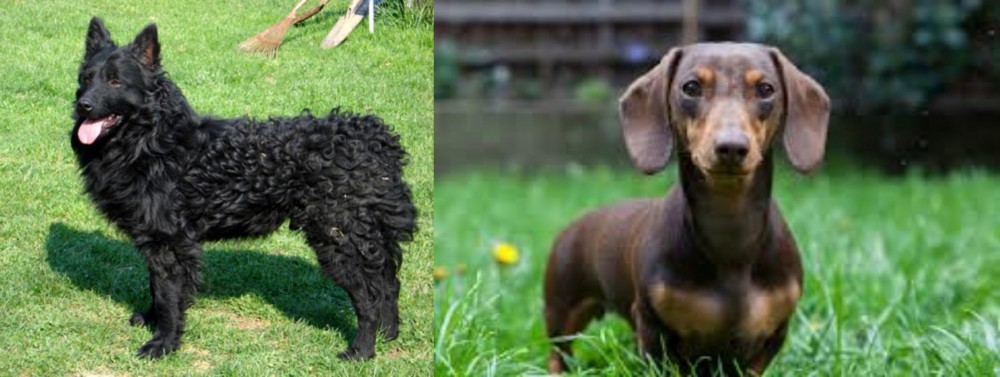 Miniature Dachshund vs Croatian Sheepdog - Breed Comparison