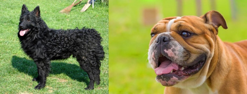 Miniature English Bulldog vs Croatian Sheepdog - Breed Comparison