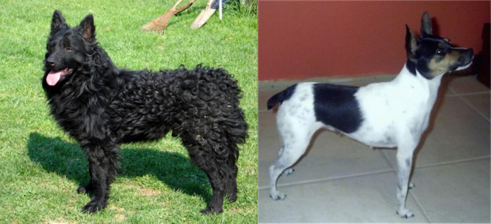 Miniature Fox Terrier vs Croatian Sheepdog - Breed Comparison