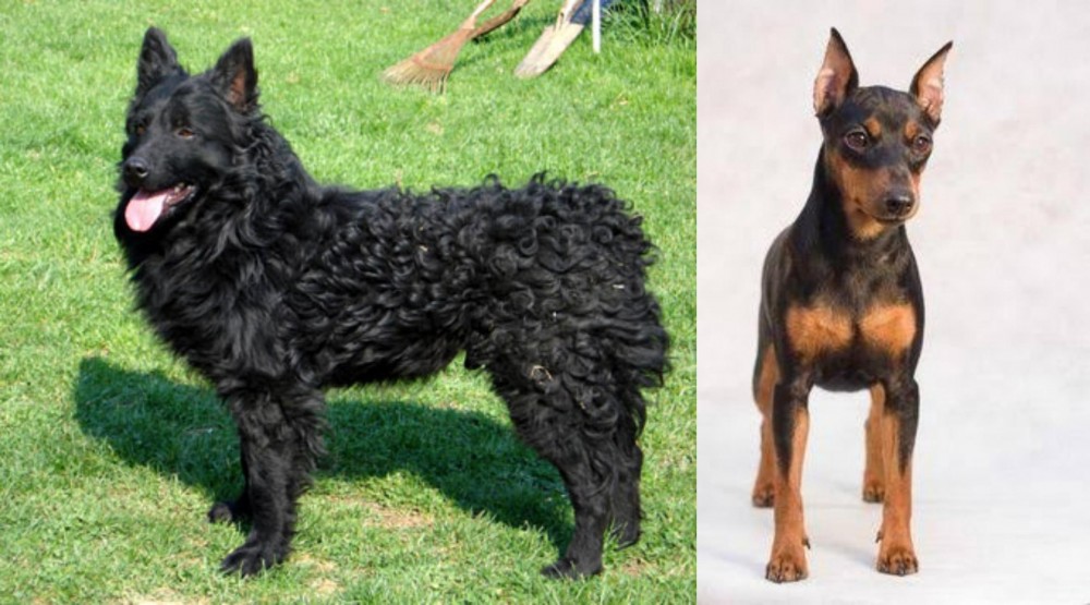 Miniature Pinscher vs Croatian Sheepdog - Breed Comparison