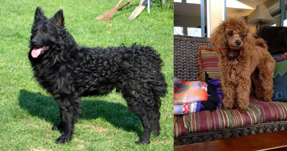 Miniature Poodle vs Croatian Sheepdog - Breed Comparison