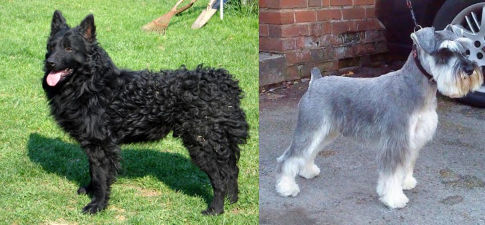Miniature Schnauzer vs Croatian Sheepdog - Breed Comparison
