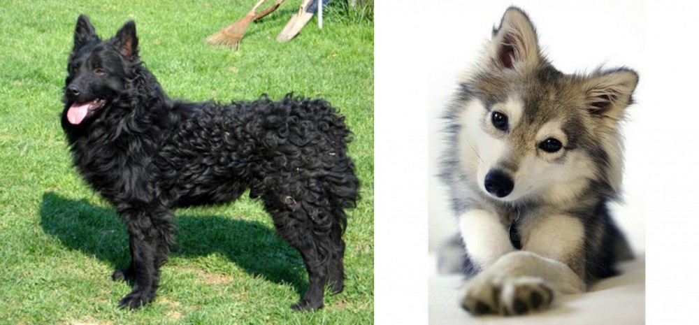 Miniature Siberian Husky vs Croatian Sheepdog - Breed Comparison
