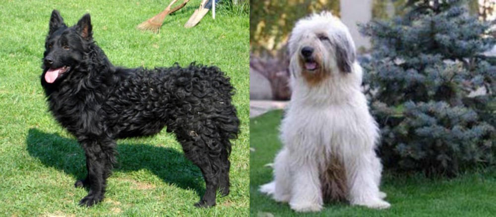 Mioritic Sheepdog vs Croatian Sheepdog - Breed Comparison