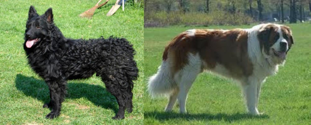 Moscow Watchdog vs Croatian Sheepdog - Breed Comparison