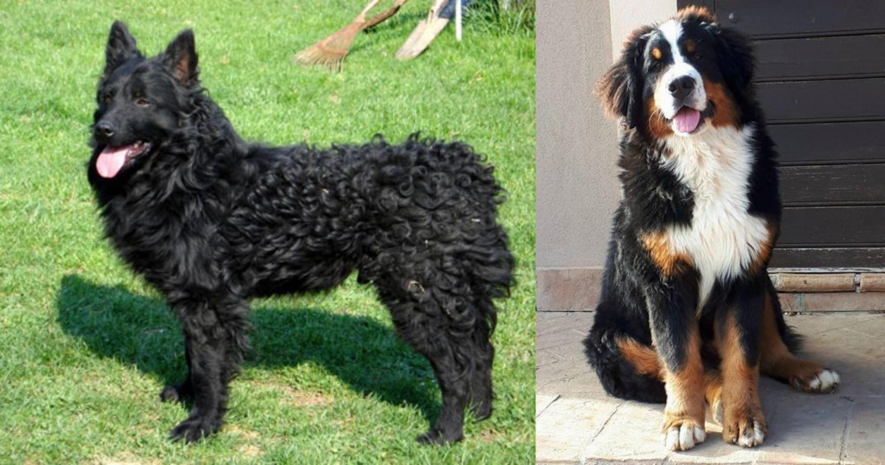 Mountain Burmese vs Croatian Sheepdog - Breed Comparison