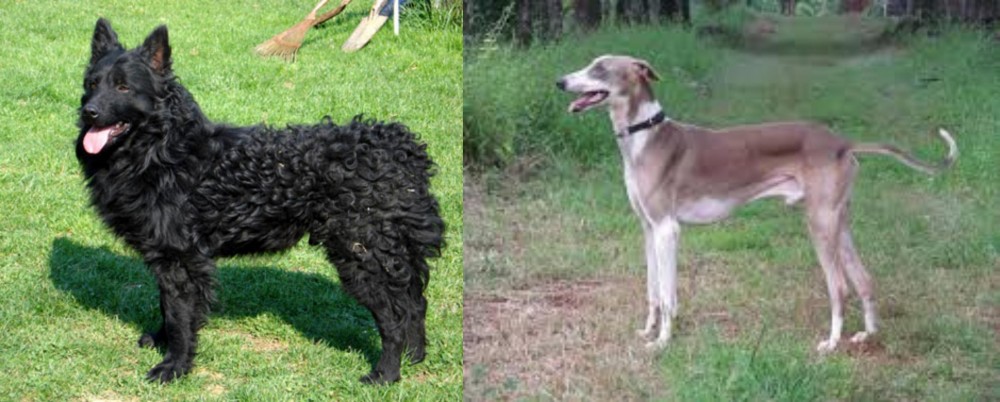 Mudhol Hound vs Croatian Sheepdog - Breed Comparison