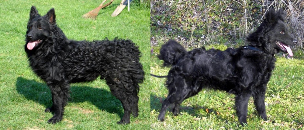 Mudi vs Croatian Sheepdog - Breed Comparison