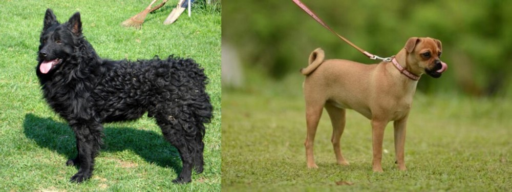 Muggin vs Croatian Sheepdog - Breed Comparison