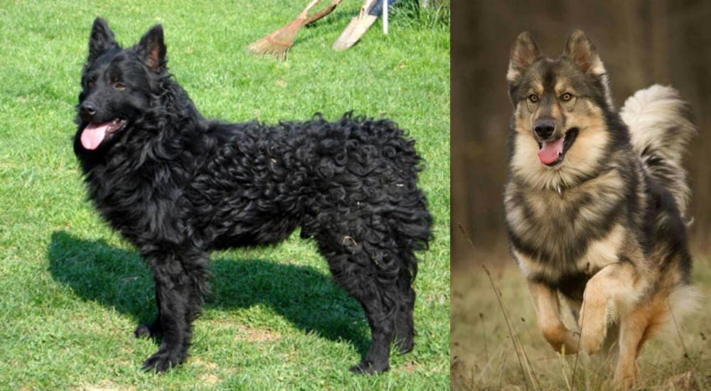 Native American Indian Dog vs Croatian Sheepdog - Breed Comparison