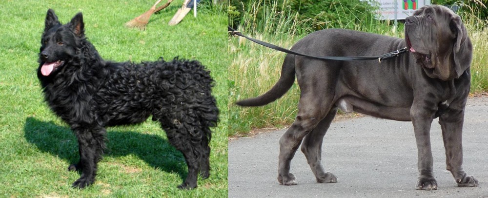 Neapolitan Mastiff vs Croatian Sheepdog - Breed Comparison